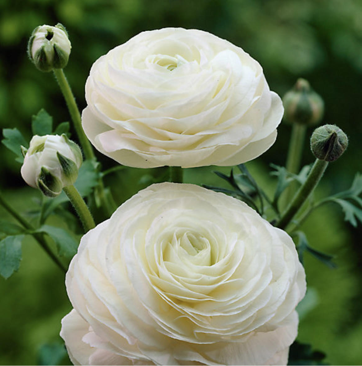 Ranunculus Tecolote White Flourish Roses