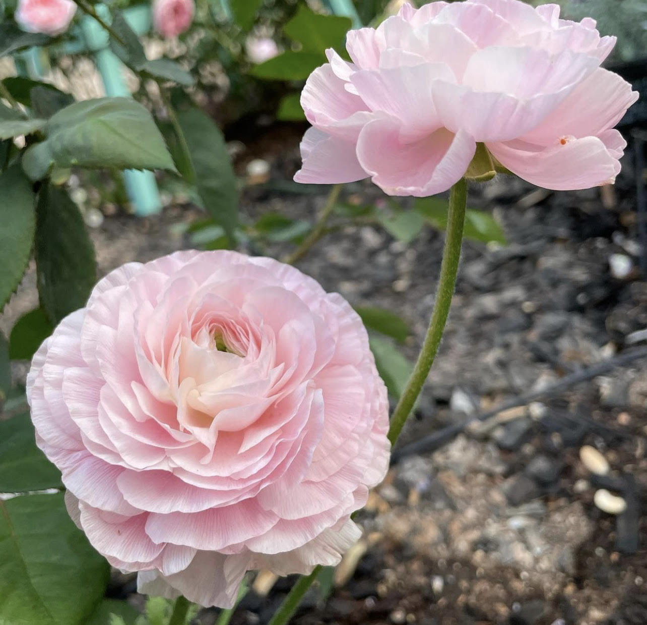 Ranunculus Amandine Chamallow - Flourish Roses